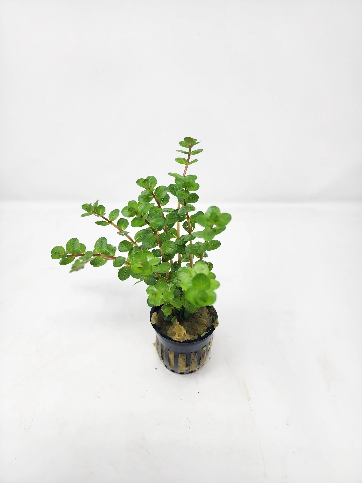 H2O Plants - Rotala Red - Plant