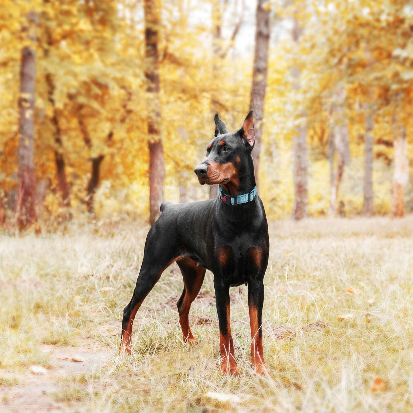 Doberman in a park wearing a dog obedience collar set for effective training and control