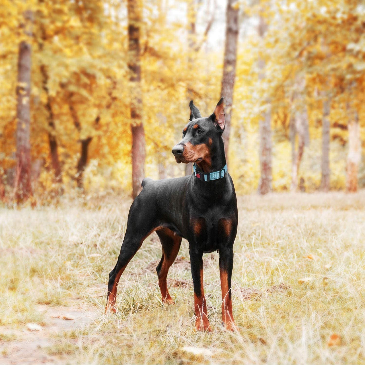 Doberman in a park wearing a dog obedience collar set for effective training and control