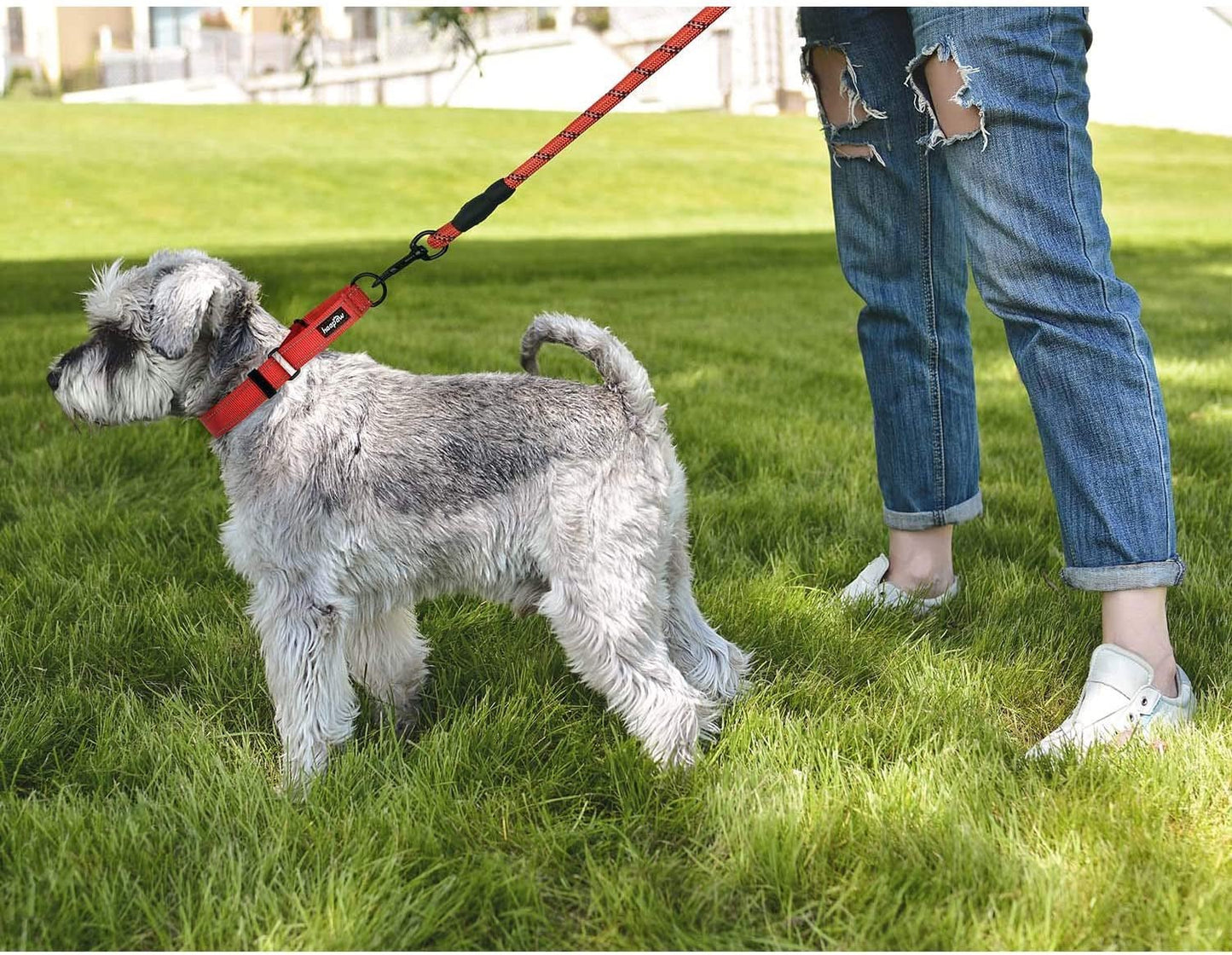 Purrfect Pet Kingdom dog obedience collar set in use with a dog on a leash in a grassy park