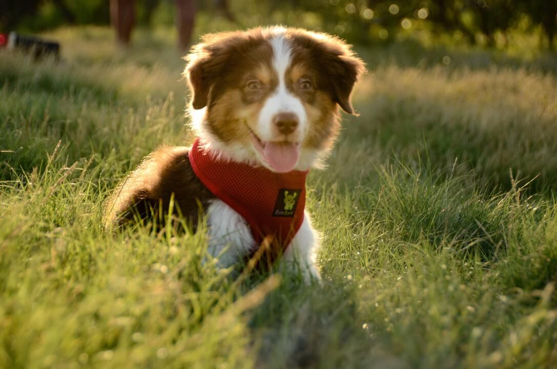 EcoBark Chery Red Dog Harness - Over-the-Head Soft Mesh Dog