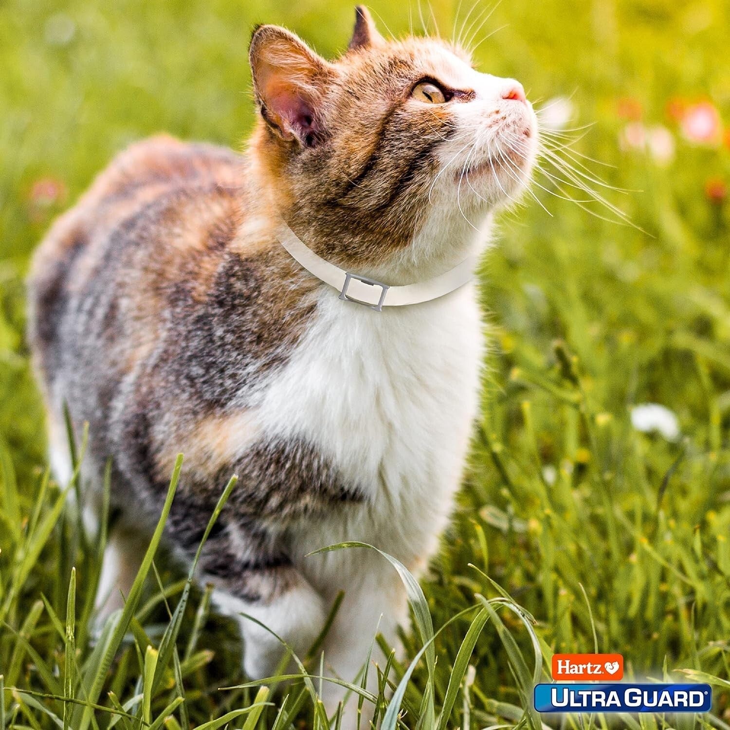 Hartz UltraGuard Cat Collar for fleas and ticks protection for kittens in a grassy area