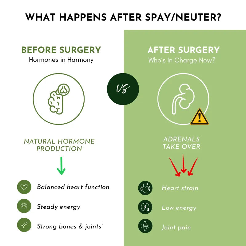 Holistic Total Body Support multivitamin by Dr. Ruth Roberts for dogs and cats, featuring a 64.00 size, ideal for pet health.