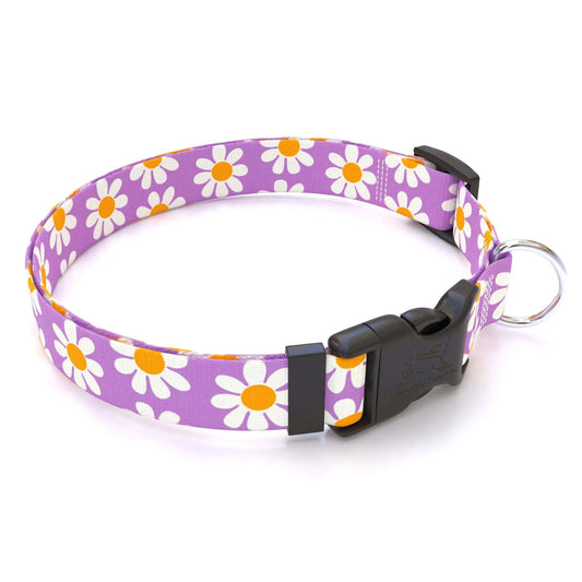 Hot Dog Collars - Personalized Lavender Daisy Dog Collar - cpb_hybrid