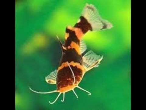 Bumblebee catfish