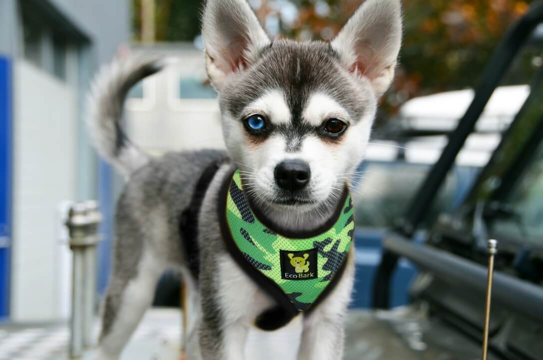 Eco Style Dog Harness with Secure Fit for Dogs and Cats - Dog Harness view 3 from Purrfect Pet Kingdom