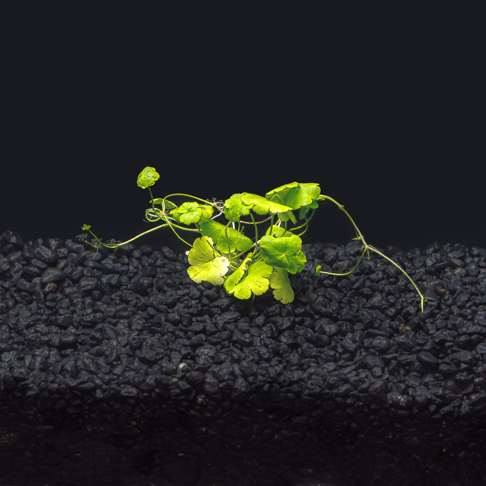 Hydrocotyle Tripartita Japan