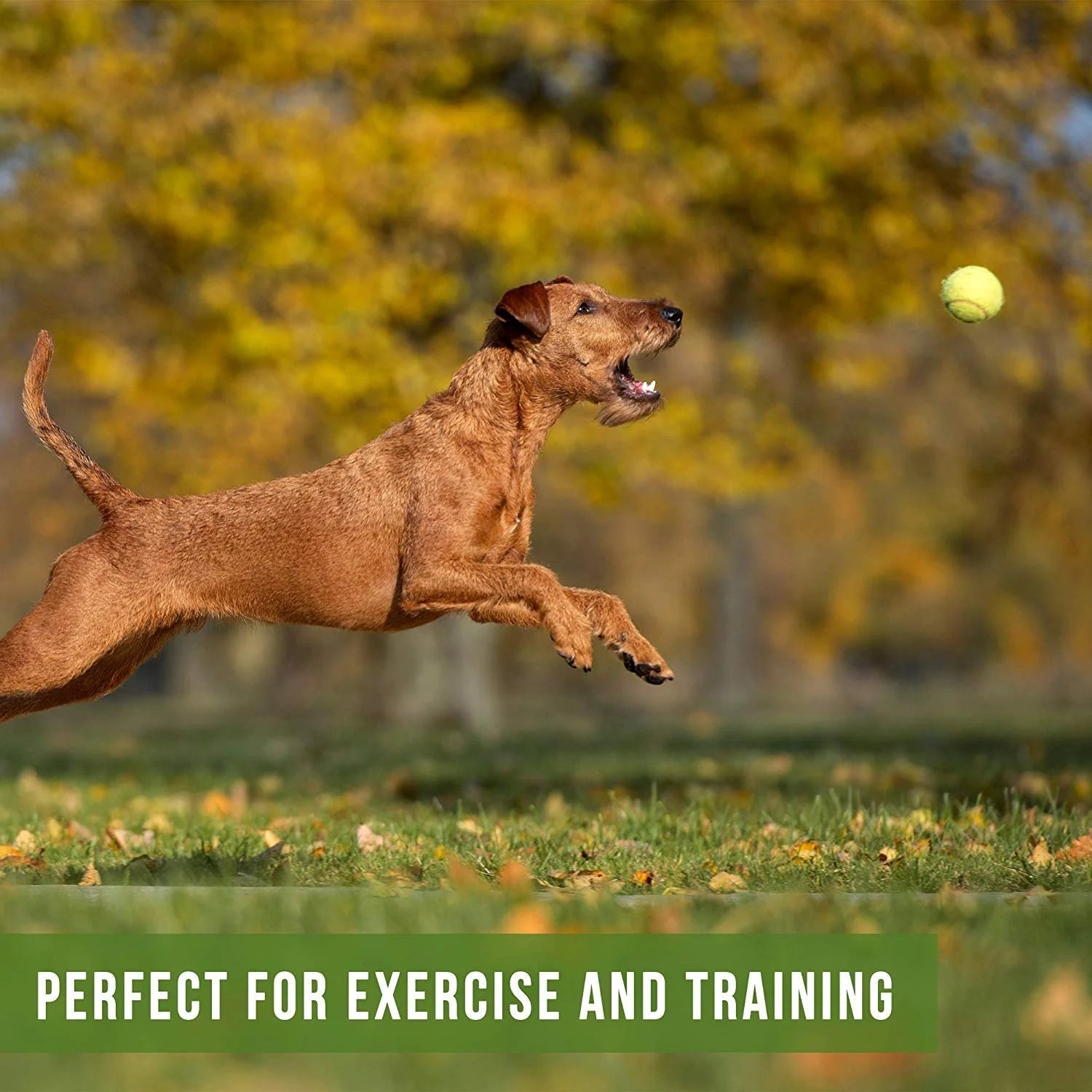 Dog jumping to catch a ball, using an automatic tennis ball shooter for pets for fun and training