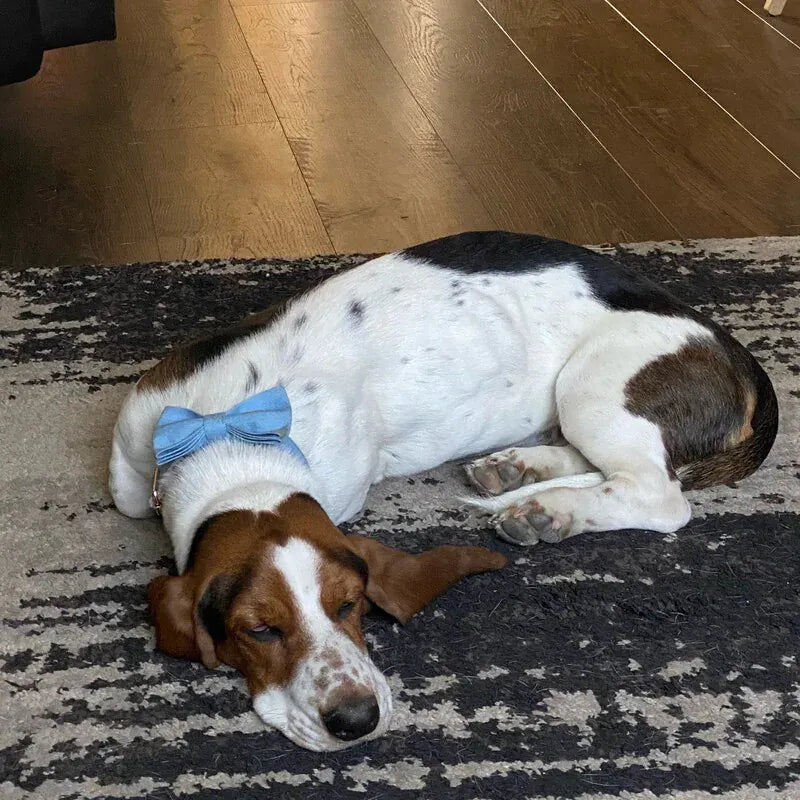 Classic Blue Denim 5-Piece Dog Harness and Leash Walking Set