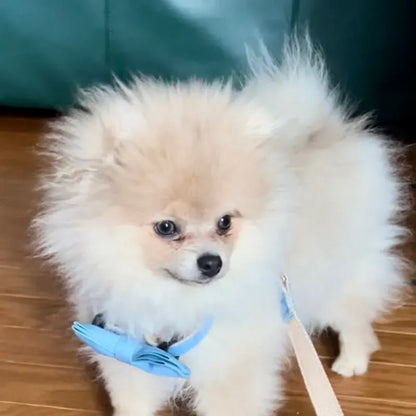 Classic Blue Denim 5-Piece Dog Harness and Leash Walking Set