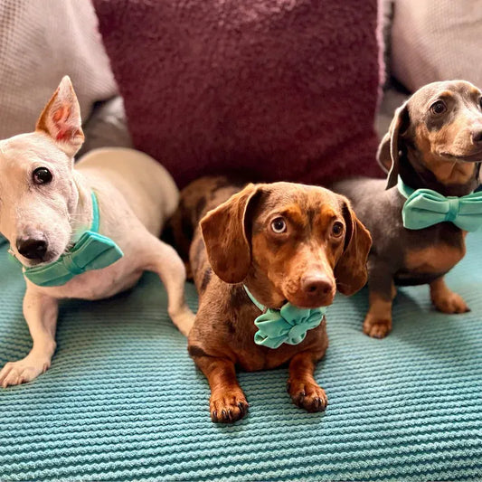 Luxurious Turquoise Velvet Dog Collar and Leash Set for Pets