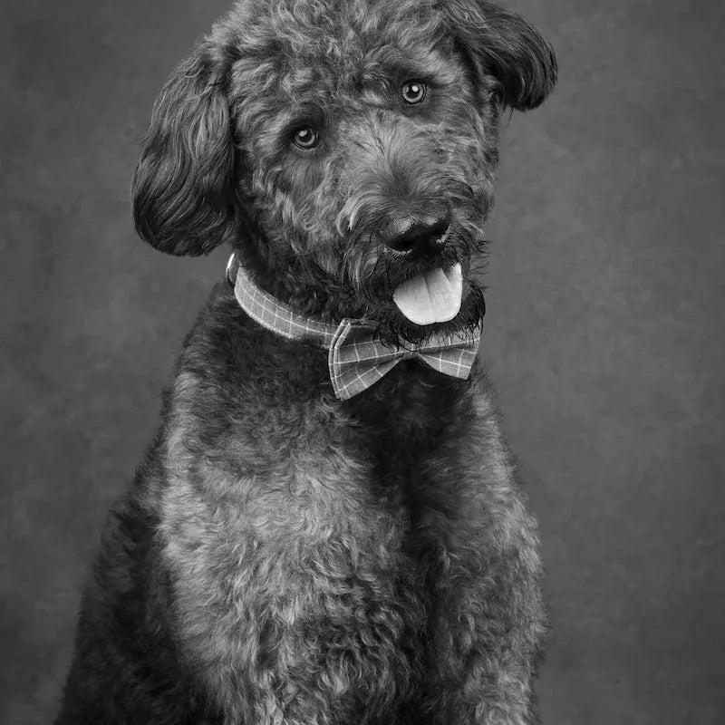 Custom Gray Plaid Dog Harness Set for Small Breed Puppies