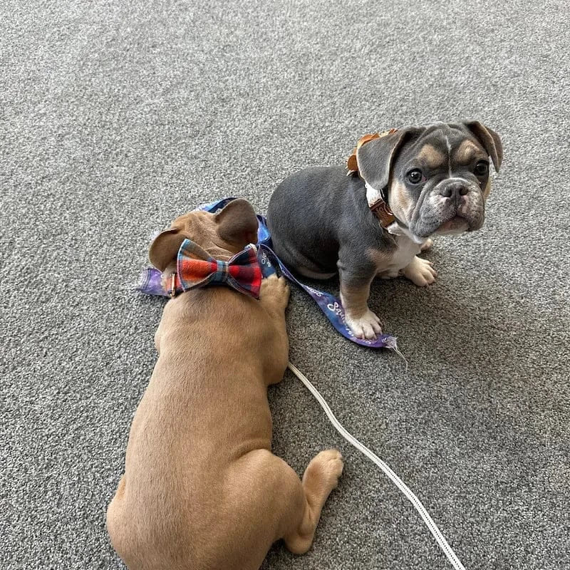 Midnight Copper Plaid Adjustable Dog Harness and Leash Bund