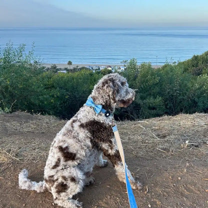 Classic Blue Denim 5-Piece Dog Harness and Leash Walking Set