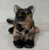 Plush Tortoiseshell Cat Shorthair Order to Make