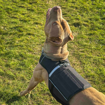 Bestia Dog Sport Weighted Harness