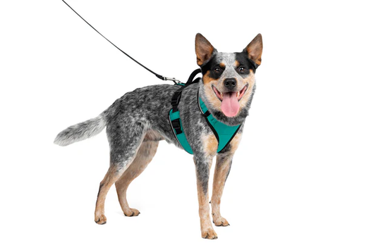 Petsafe Easysport Harness Teal Md Adjustable Dog Walking - main product image