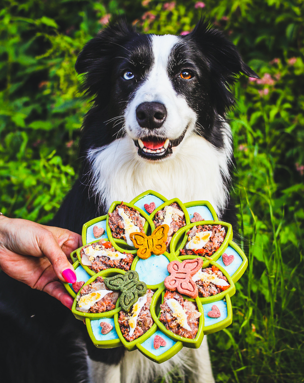 Mandala Etray Shallow Slow Feeder Dog Bowl For Enrichment - gallery image 11