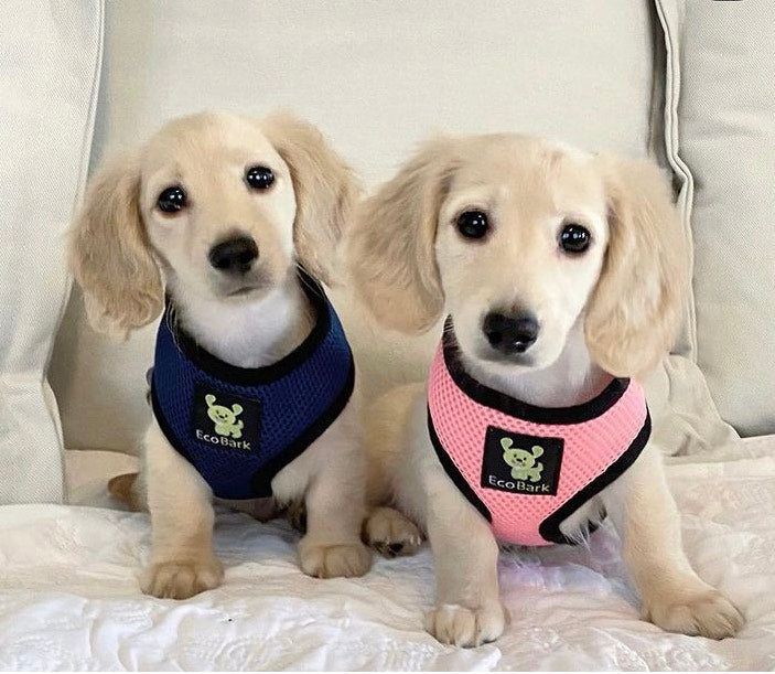 Dog Harness EcoBark Navy Harness Over-the-Head Soft Mesh - lifestyle product image for dog harness