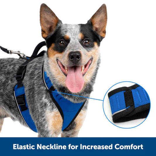 Petsafe Easysport Harness Teal Lg Adjustable Dog Walking - detail view