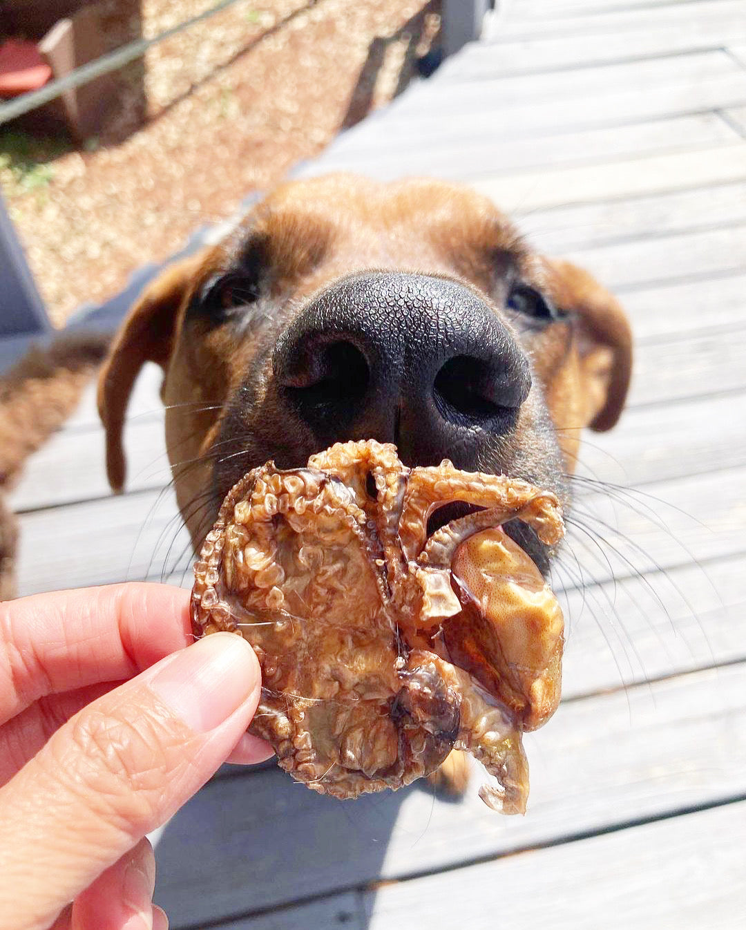 Naked Beasts Gourmet Wild Caught Octopus Dog Treats 5oz Bag