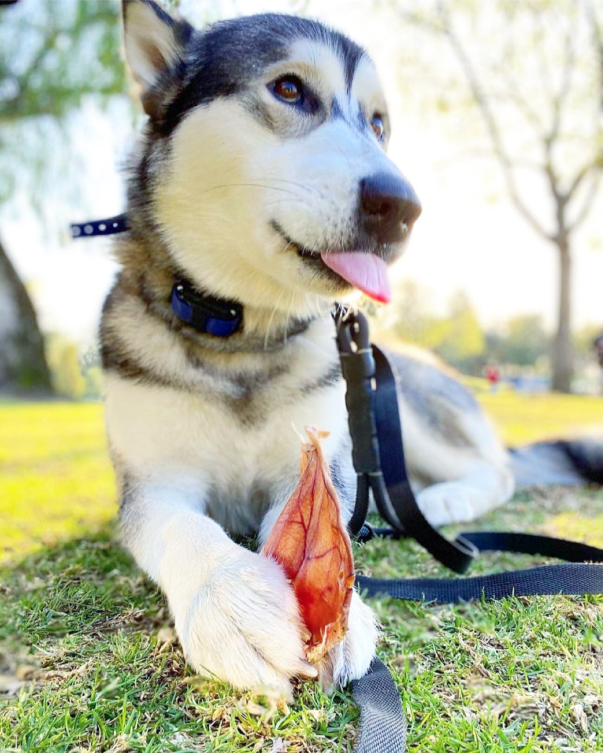 Pig Ears | Purrfect Pet Kingdom