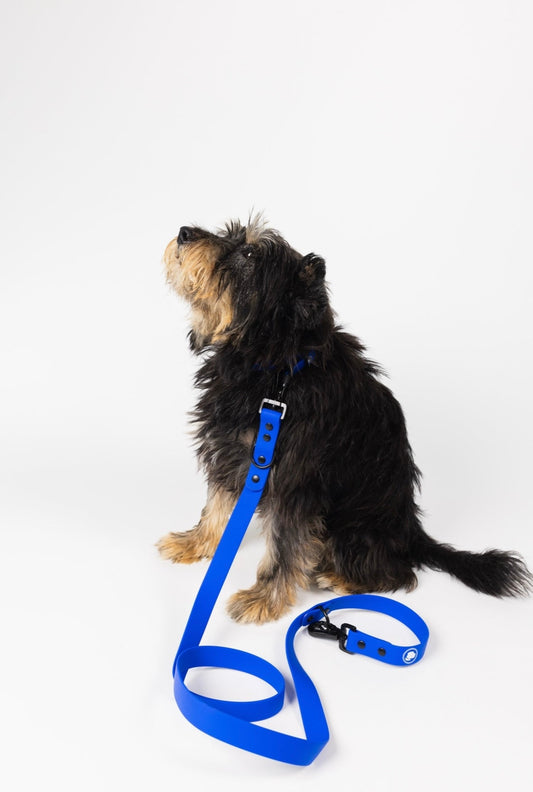Purrfect Pet Kingdom The Modern Dog Company - Royal Blue Leash (Weather + Odor Re (Standard) - Premium Product