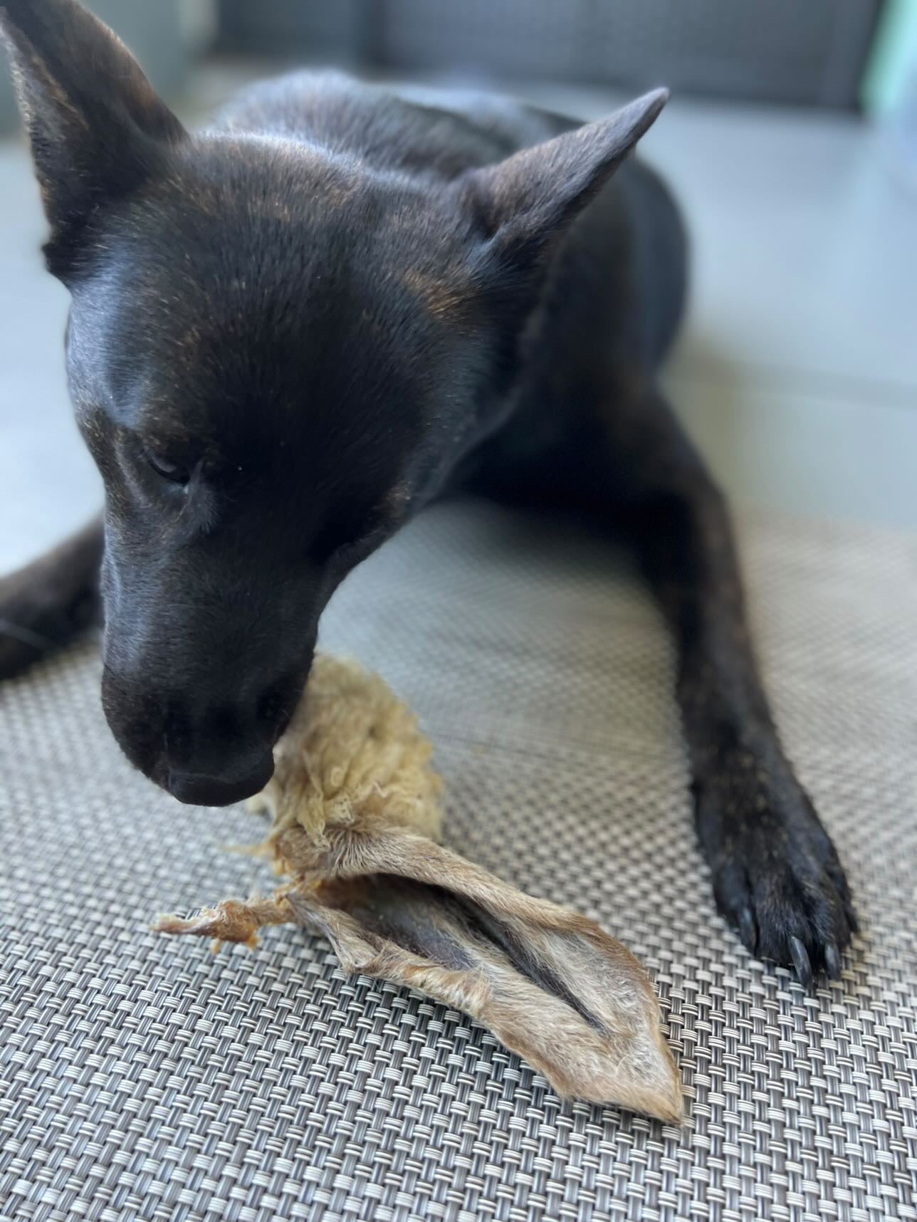 Lamb Ears (Furry & Non Fur) | Purrfect Pet Kingdom