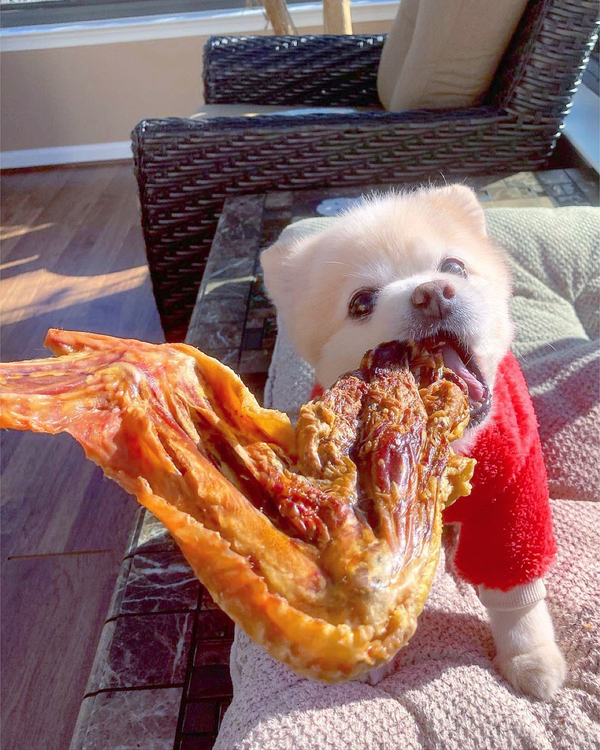 Dog Treats Turkey Wing Single Ingredient Chews Natural Rewar - gallery image 5