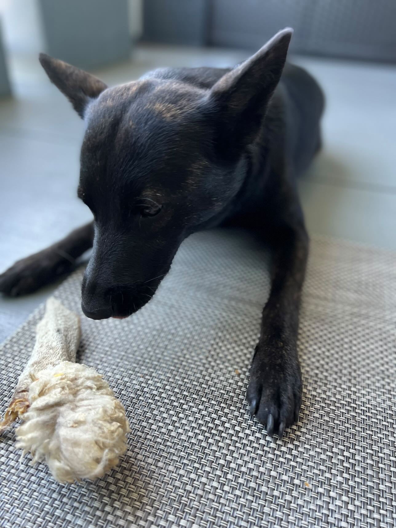 Lamb Ears (Furry & Non Fur) | Purrfect Pet Kingdom