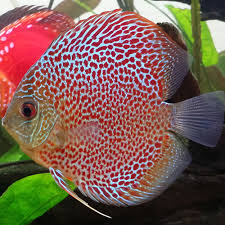Red Leopard Discus Live Tropical Fish