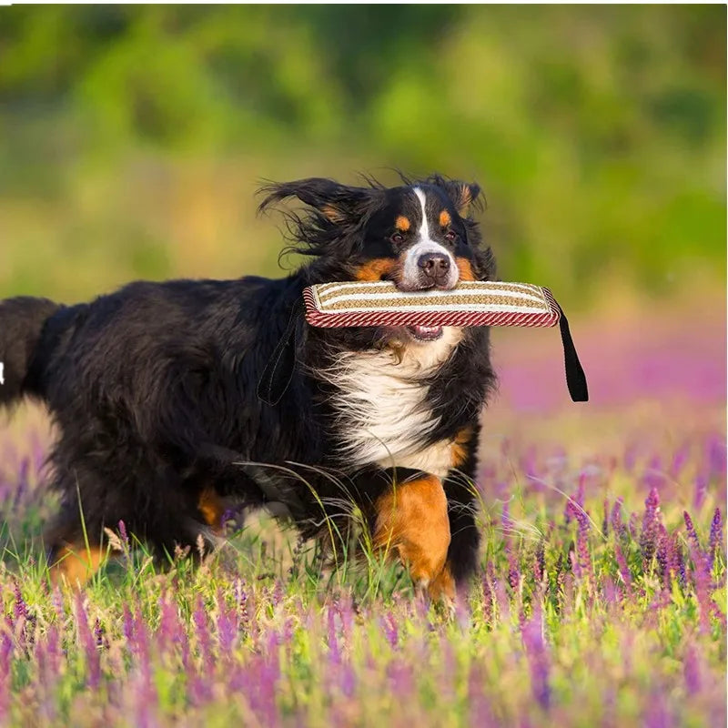 Bernese Mountain Dog playing with an interactive dog training pillow in a field of flowers