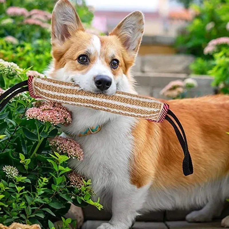 Corgi holding an interactive dog training pillow surrounded by flowers for playful training sessions