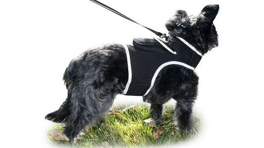 Purrfect Pet Kingdom iTrackPET GPS Tracking Harness Purrfect Pet Kingdom