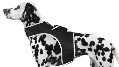 Dalmatian wearing Purrfect Pet Kingdom iTrackPET GPS Tracking Harness in black for pet training and tracking