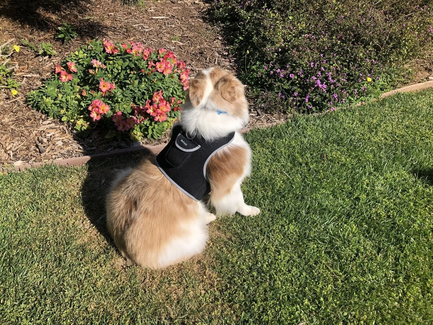 Purrfect Pet Kingdom iTrackPET GPS Tracking Harness Purrfect Pet Kingdom