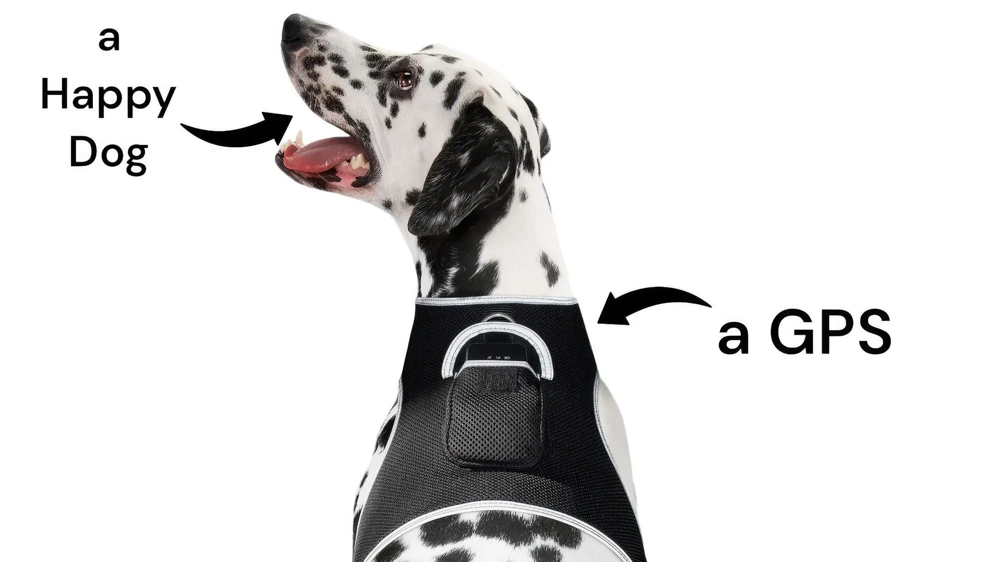 Purrfect Pet Kingdom iTrackPET GPS Tracking Harness Purrfect Pet Kingdom