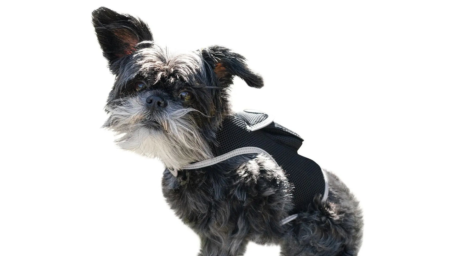 Purrfect Pet Kingdom iTrackPET GPS Tracking Harness Purrfect Pet Kingdom