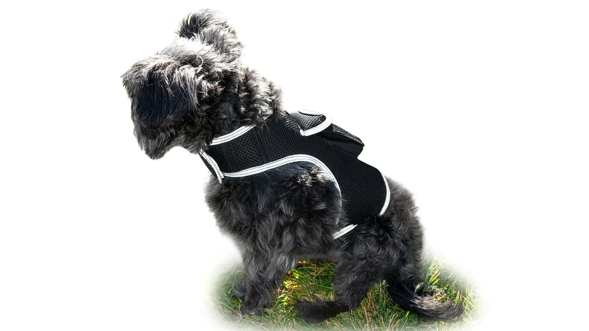 Purrfect Pet Kingdom iTrackPET GPS Tracking Harness Purrfect Pet Kingdom