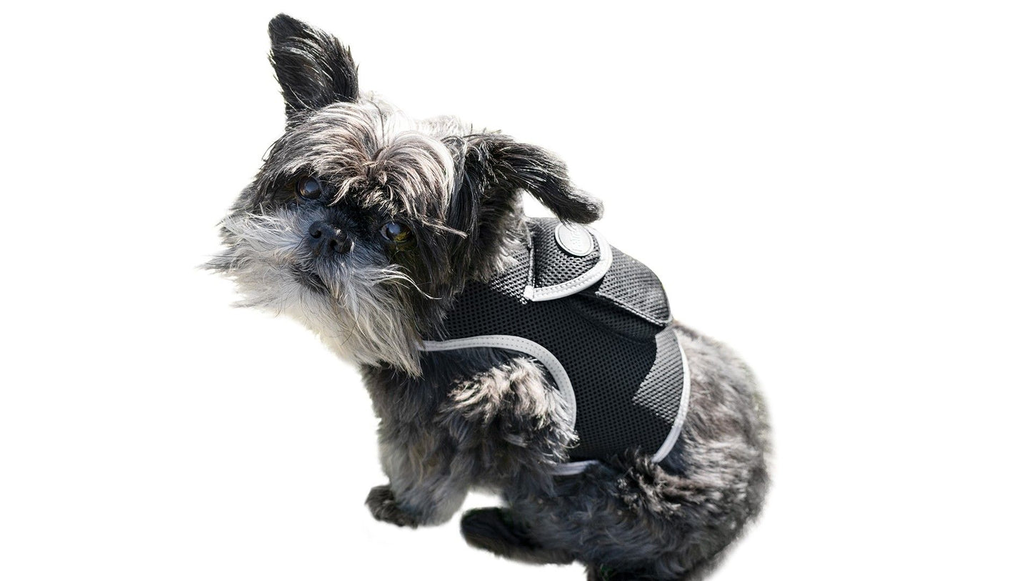 Purrfect Pet Kingdom Large Size Pet GPS Collar with Mesh Harness Purrfect Pet Kingdom