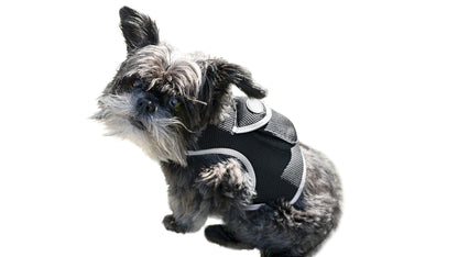Purrfect Pet Kingdom Large Size Pet GPS Collar with Mesh Harness Purrfect Pet Kingdom