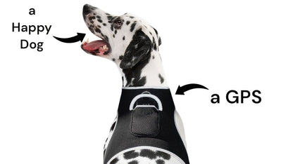 Purrfect Pet Kingdom Live SMS Pet Tracker for Dogs GPS Collar Purrfect Pet Kingdom