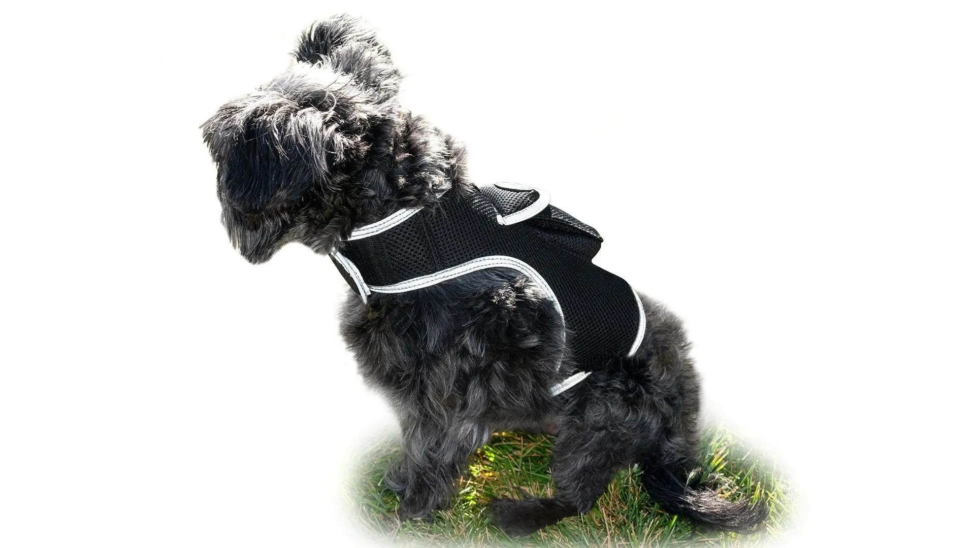 Purrfect Pet Kingdom Pet GPS Tracking Harness with iTrackPET Purrfect Pet Kingdom