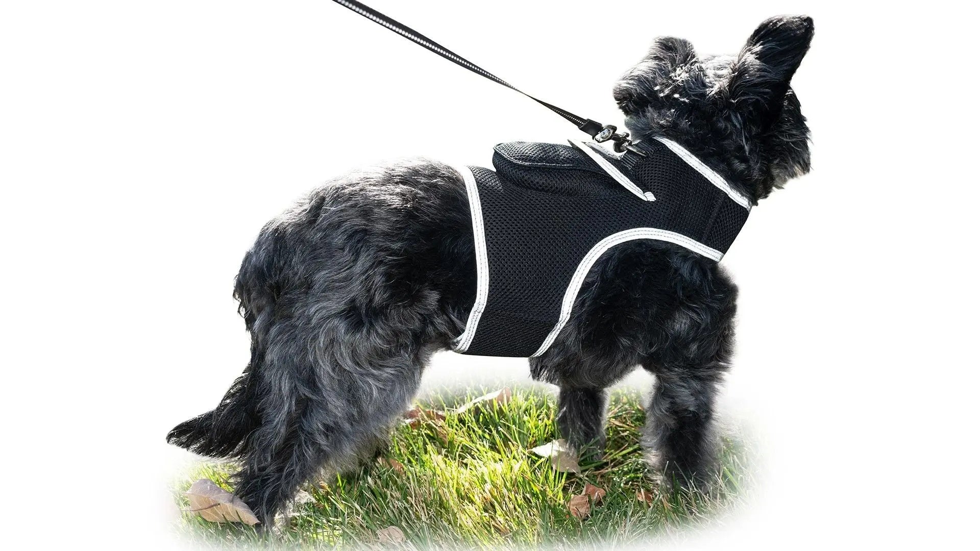 Purrfect Pet Kingdom Pet GPS Tracking Harness with iTrackPET Purrfect Pet Kingdom