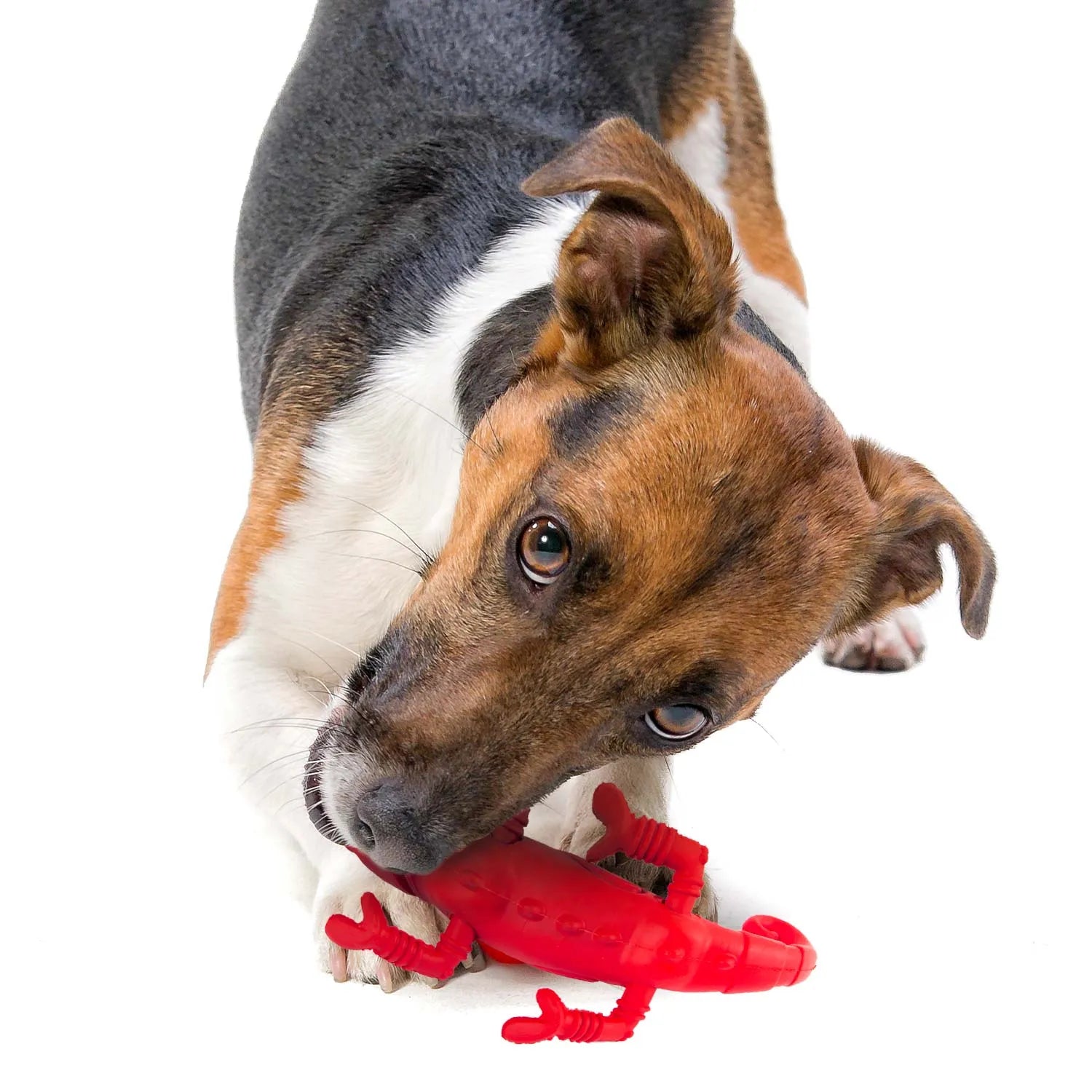 Jeffers - Jeffers Red Chameleon Natural Eco-Friendly Rubber Dental Dog Chew Toy for Medium Chewers - Dog Toys