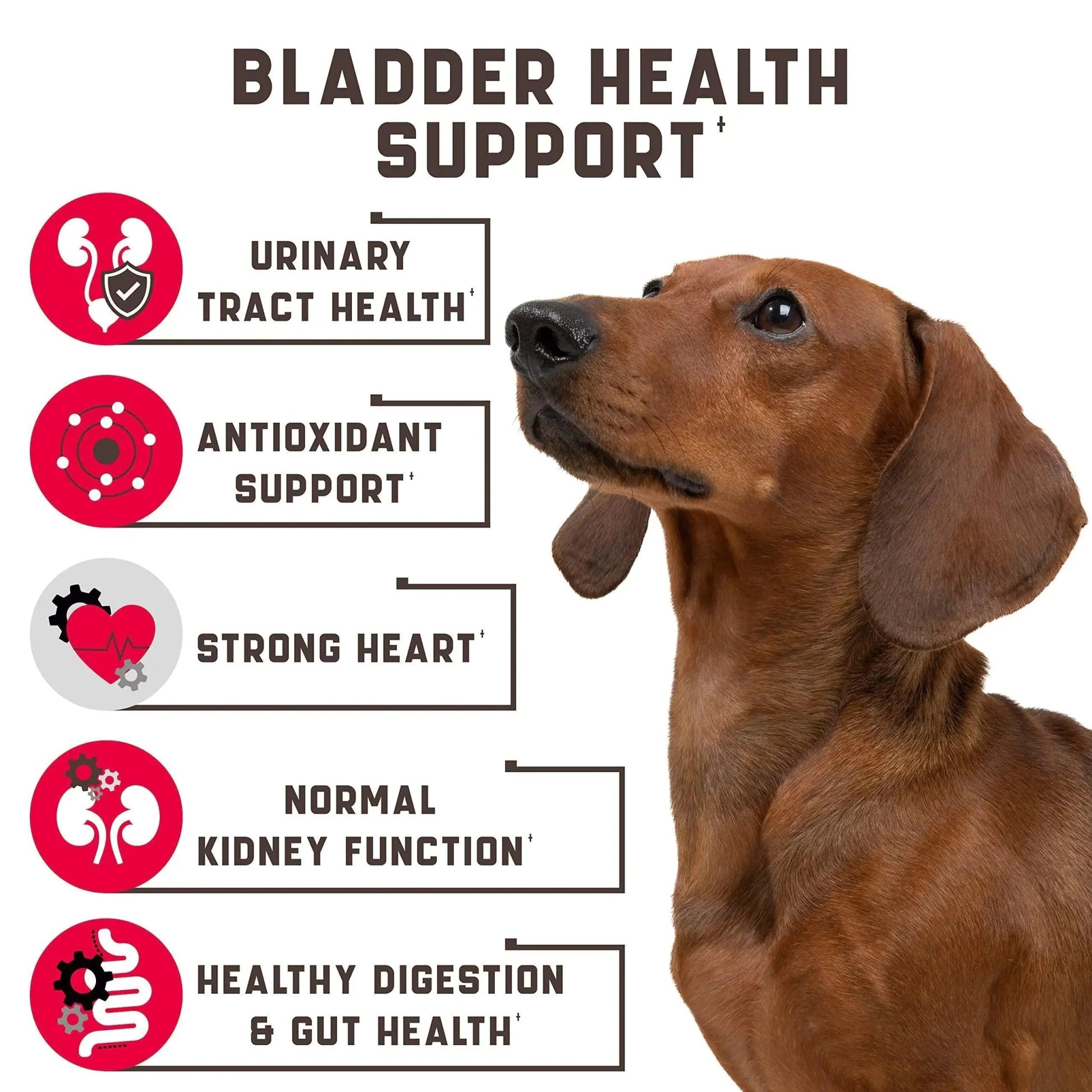 MANDOTOS dog kidney support soft chews for healthy digestion and bladder health support