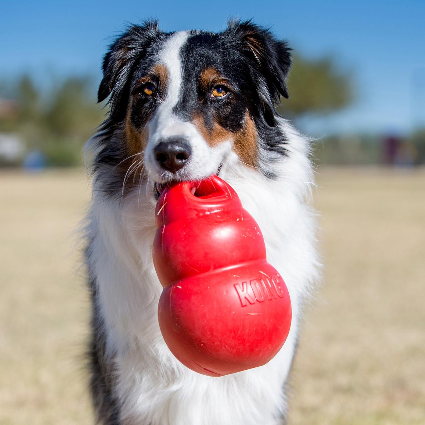 KONG Bounzer XLarge toy | Purrfect Pet Kingdom