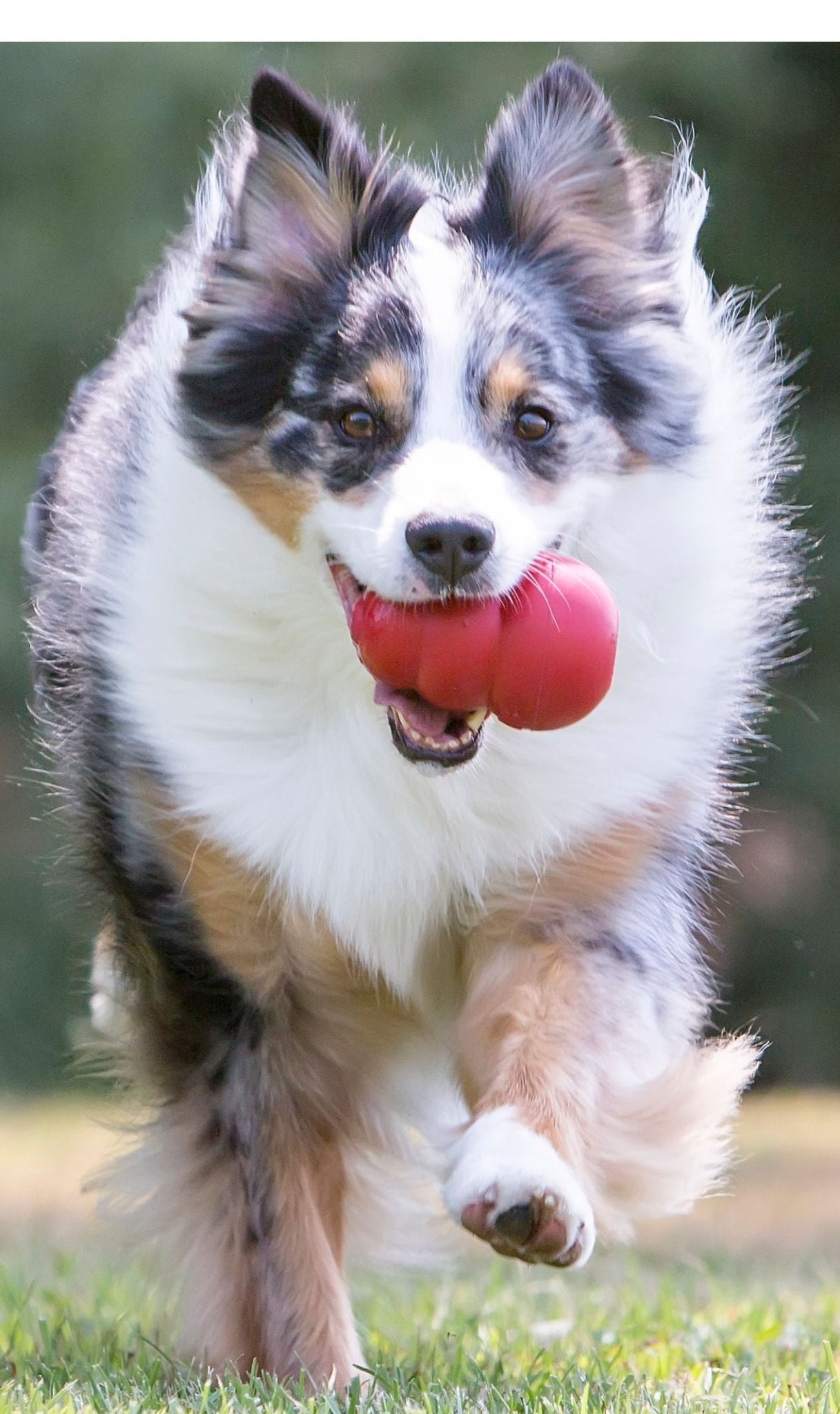 KONG Classic toy | Purrfect Pet Kingdom
