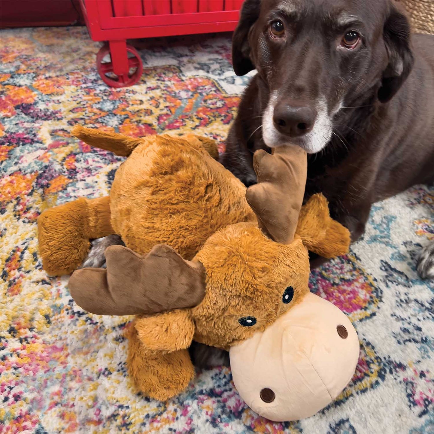 Kong Cozie Jumbo Marvin, XL toy | Purrfect Pet Kingdom