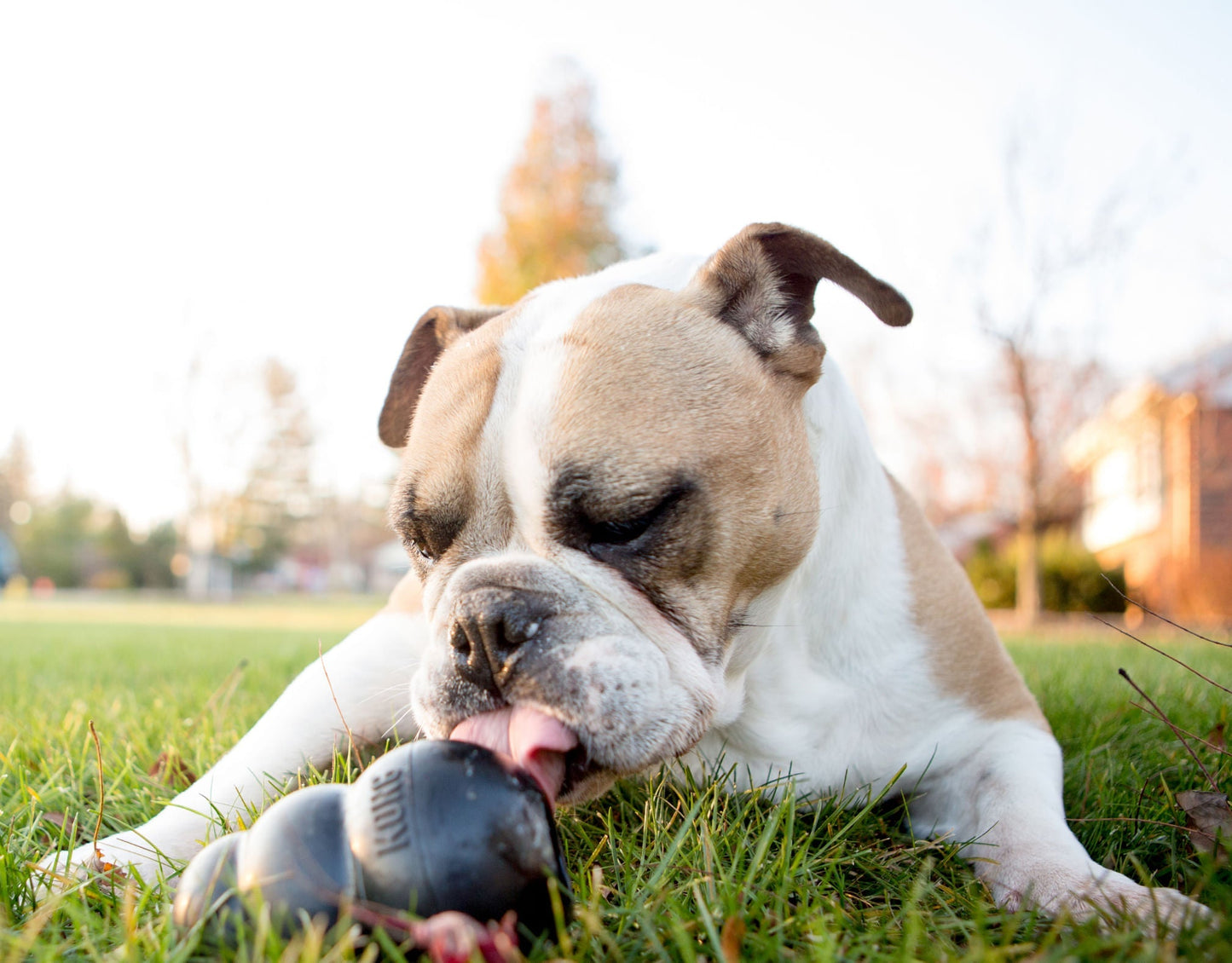 KONG Extreme Treat-Stuffing toy for Power Chewers | Purrfect